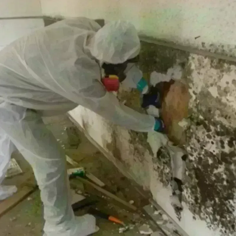 Mold Remediation and Removal in Clovis, CA